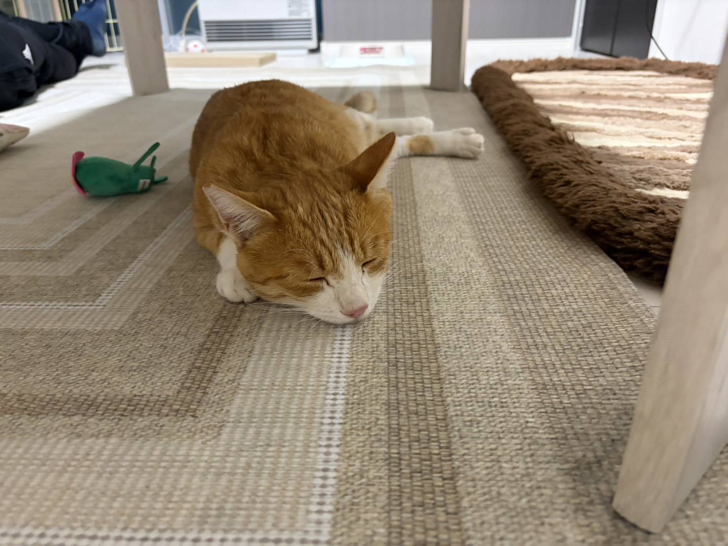 室内で横になって眠る茶白の猫